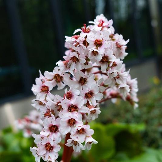 Bergenia 'Silberlicht' 
