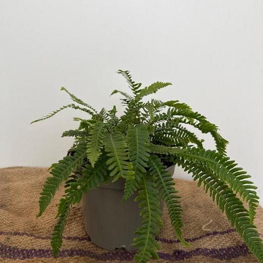 Blechnum spicant 