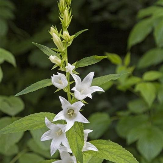 Campanula lact. 'Alba' 