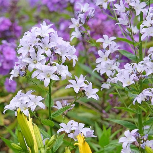 Campanula lact. 'Loddon Anna' 