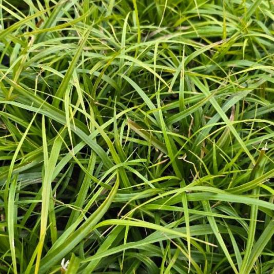 Carex morrowii 