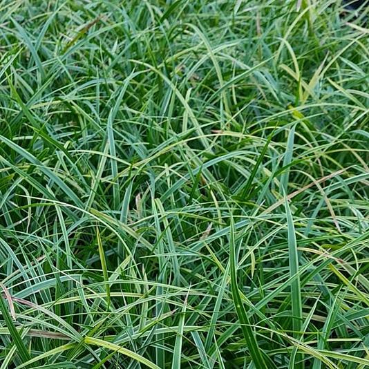 Carex morrowii 'Variegata' 