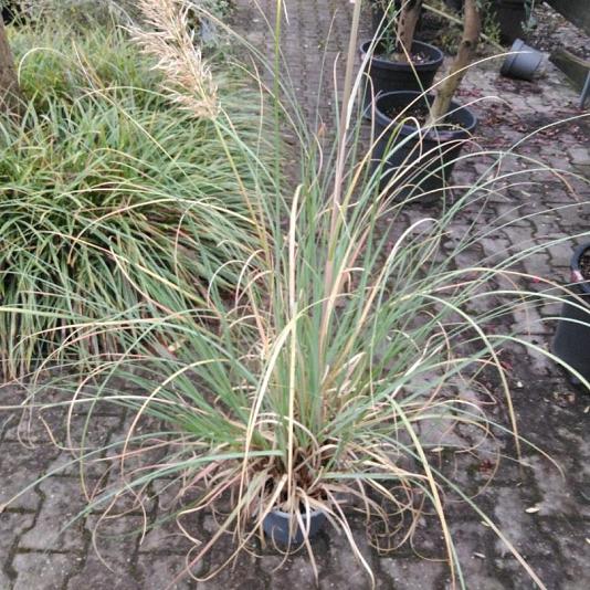 Cortaderia sell. 'Pumila' 