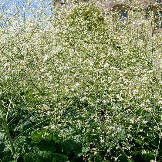Crambe cordifolia 