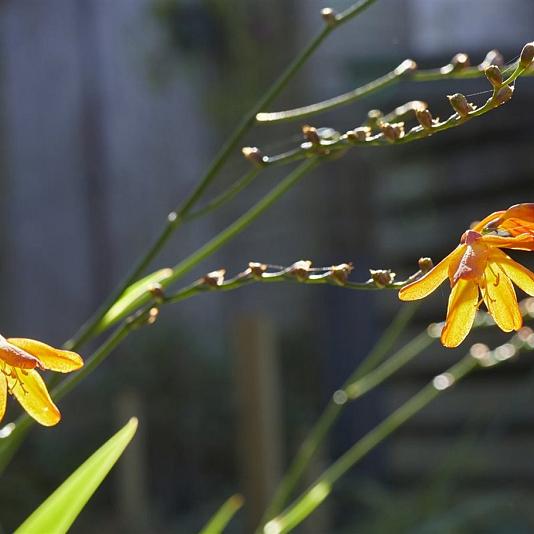 Crocosmia 'Emily McKenzie' 