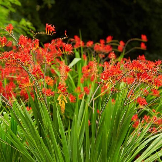 Crocosmia 'Lucifer' 