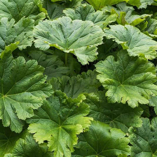 Darmera peltata 