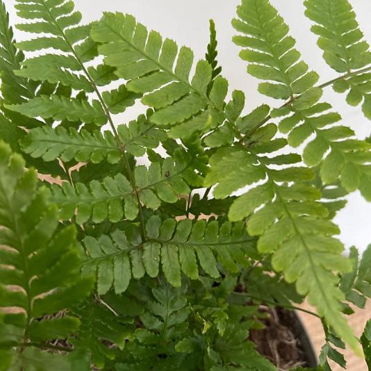 Dryopteris erythrosora 