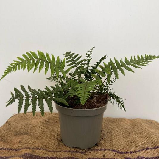 Dryopteris wallichiana 