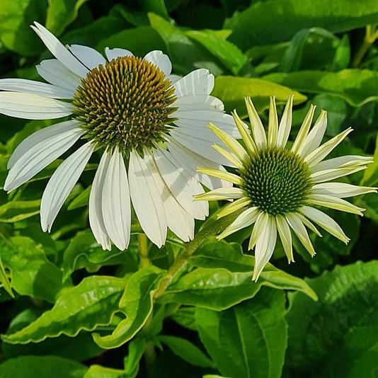 Echinacea purp. 'Alba' 