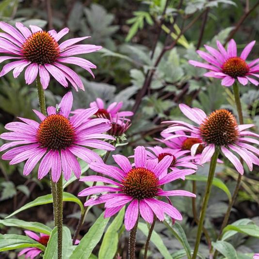 Echinacea purp. 'Magnus' 