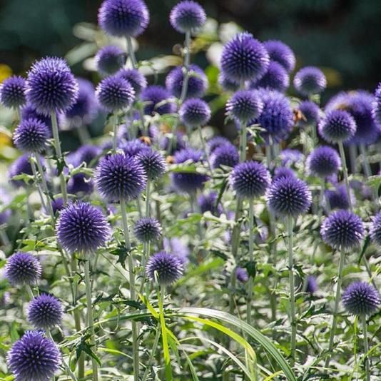 Echinops ritro 