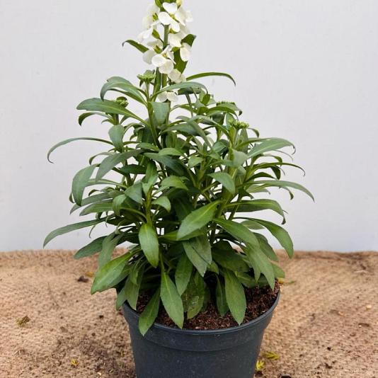 Erysimum 'Leya White' 