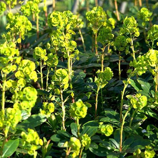 Euphorbia amygdaloides 'Robbiae' 