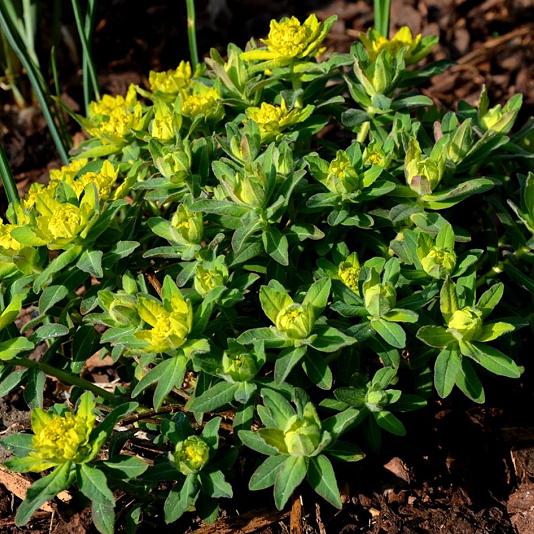 Euphorbia polychroma 