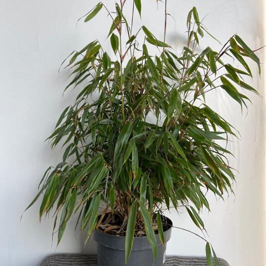 Fargesia robusta 'Campbell' 
