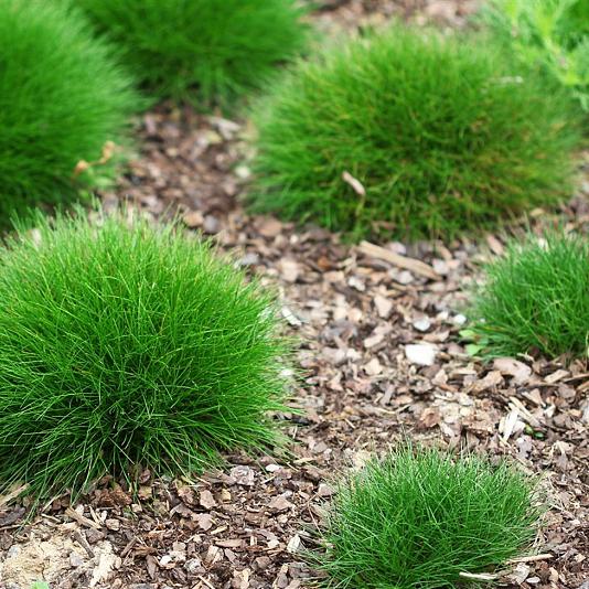 Festuca gautieri 
