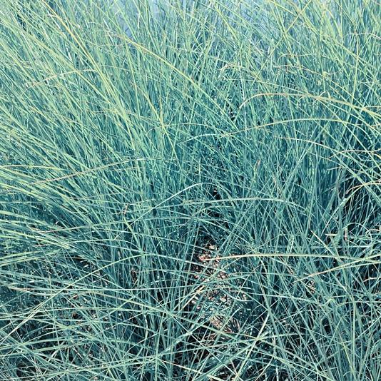 Festuca glauca 