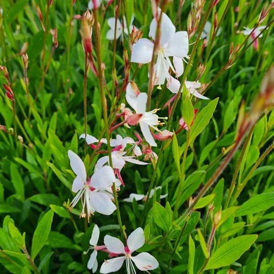 Gaura lindh. 'Whirling Butterflies' 