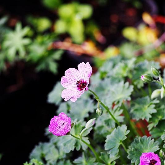 Geranium cin. 'Ballerina' 