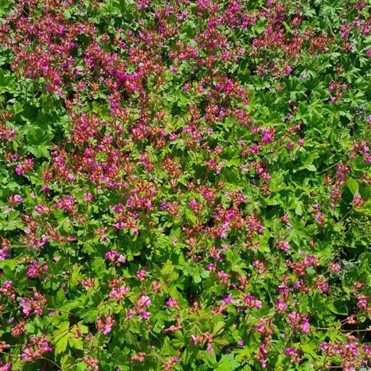 Geranium macrorrhizum 