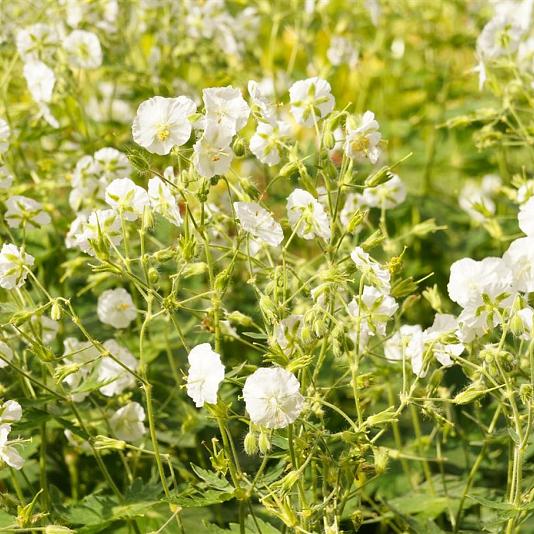Geranium phaeum 'Album' 