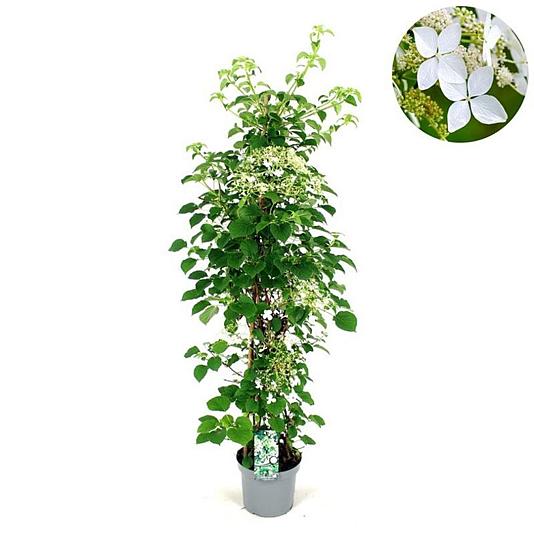 Hydrangea anomala 'Petiolaris' Container 5lt. 180/200cm.