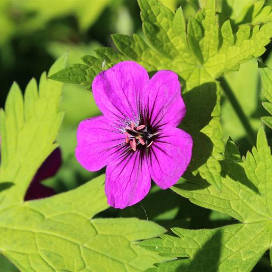 Geranium 'Ann Folkard' 
