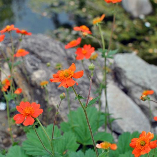 Geum coccineum 'Borisii' 