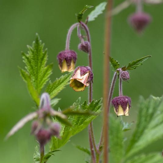 Geum rivale 