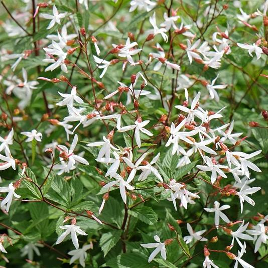 Gillenia trifoliata 