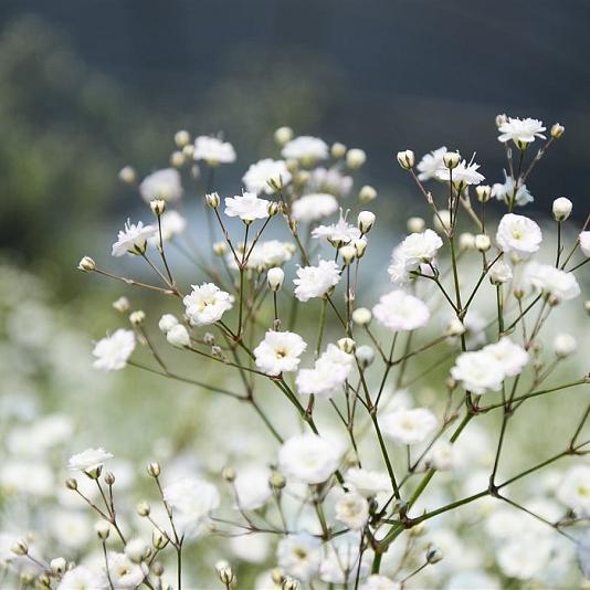 Gypsophila paniculata 