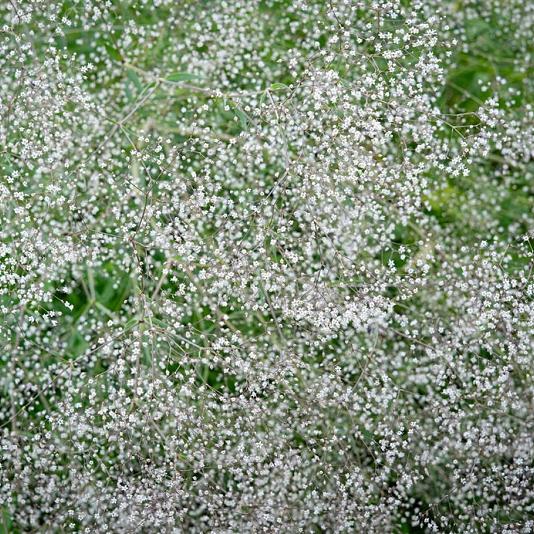 Gypsophila pan. 'Bristol Fairy' 