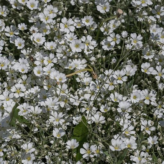 Gypsophila repens 'Alba' 