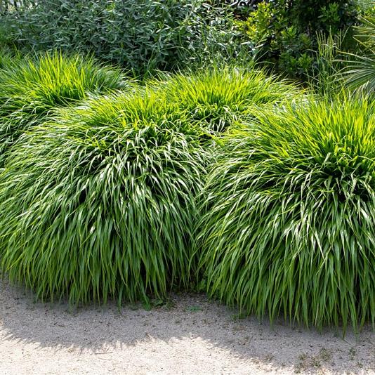Hakonechloa macra 