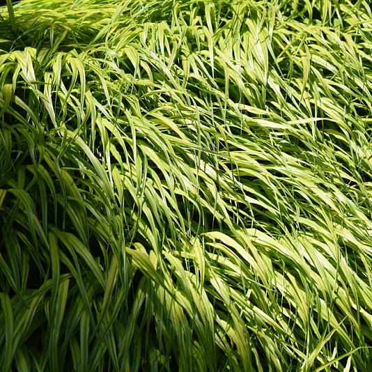 Hakonechloa macra 'Aureola' 