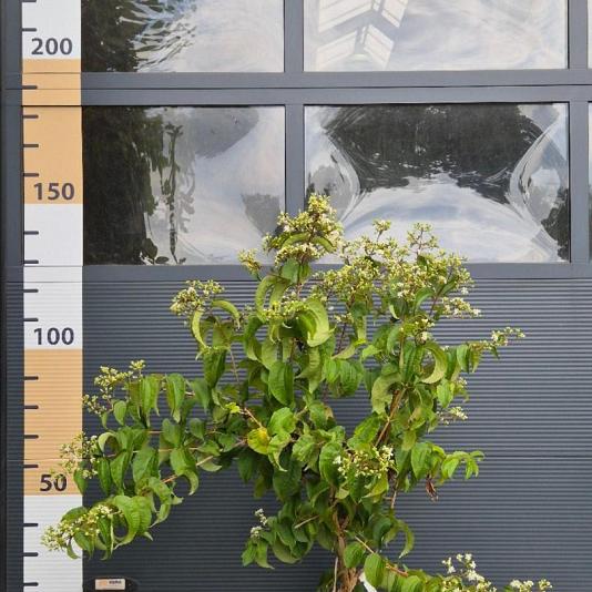 Heptacodium miconioides 