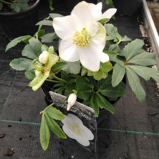 Helleborus niger 