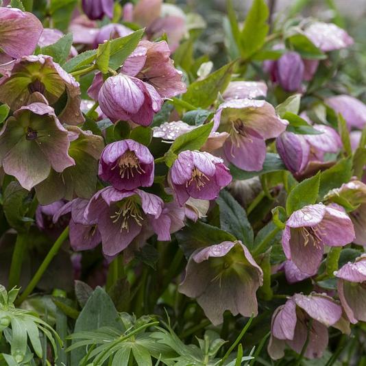 Helleborus purpurascens 