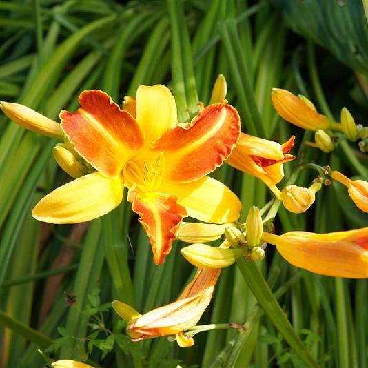 Hemerocallis 'Frans Hals' 
