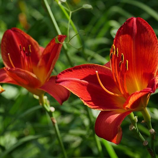 Hemerocallis 'Sammy Russell' 