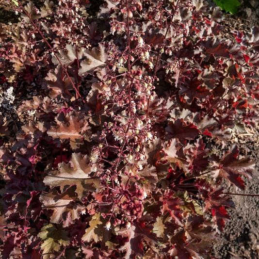 Heuchera 'Chocolate Ruffles' 