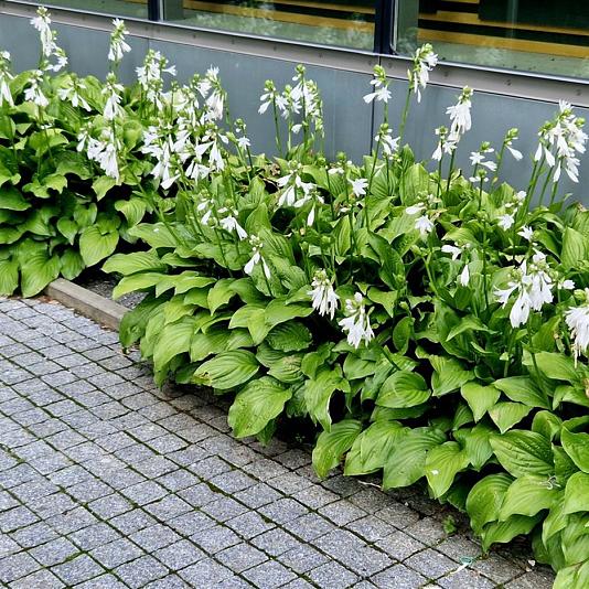 Hosta 'Royal Standard' 