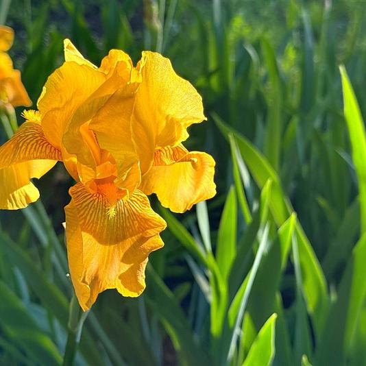 Iris germanica 'Geel' 