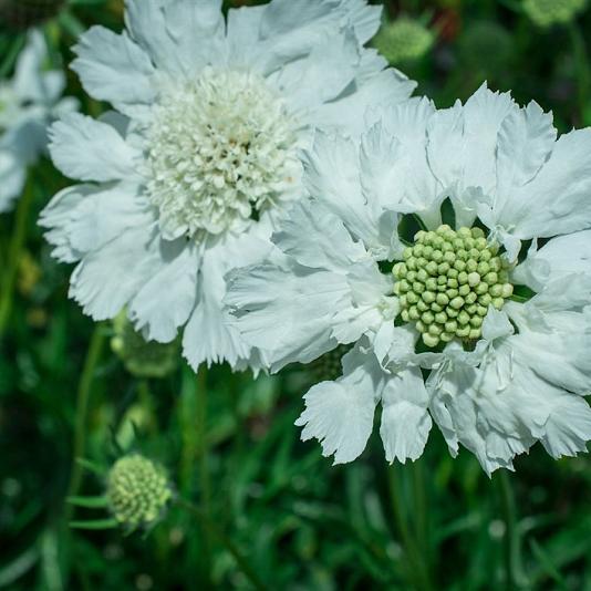 Scabiosa cauc. 'Miss Willmott' 