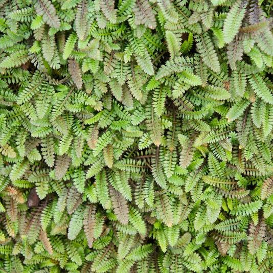 Leptinella squalida 
