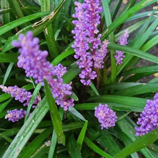 Liriope muscari 'Ingwersen' 