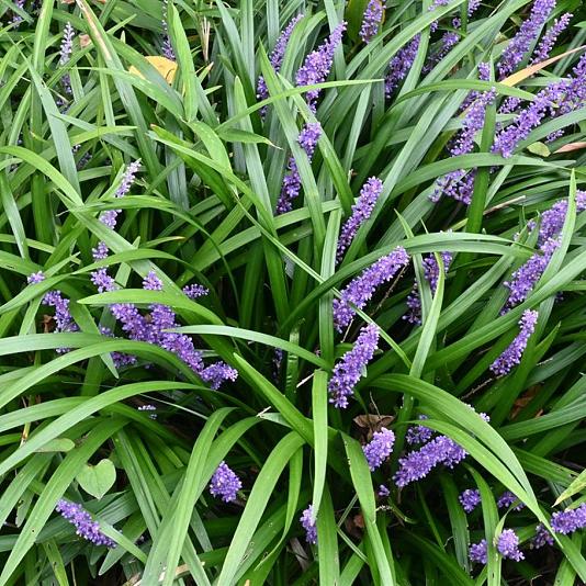Liriope muscari 'Big Blue' 