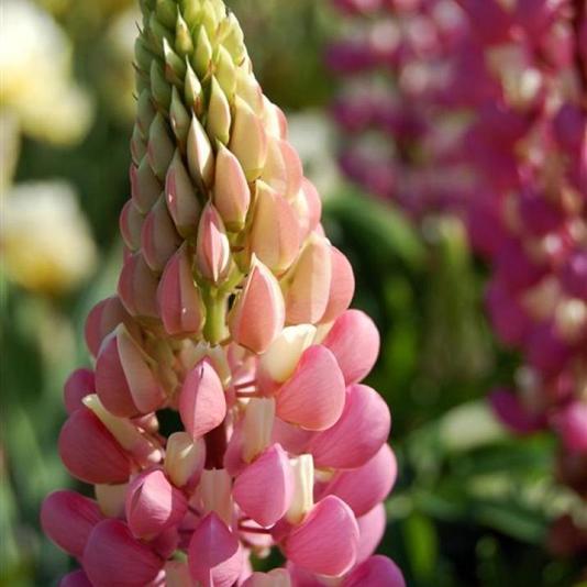 Lupinus 'Gallery Pink' 