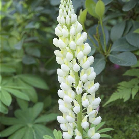 Lupinus 'Gallery White' 
